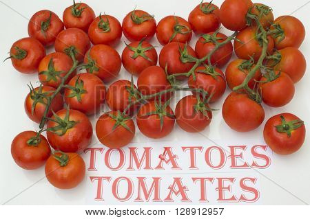 tomatoes on white background, tomatoes in Spanish and English