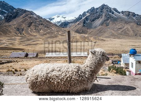Alpaca in the tourist spot of Sacred Valley on the road from Cuzco Peru
