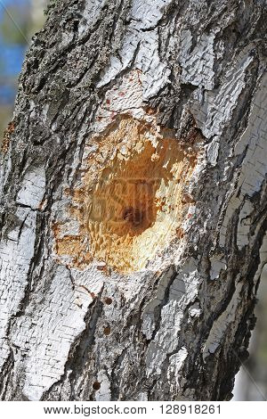 The trunk of a Birch tree with holes made by a Woodpecker bird during the search of the larvae of bark beetle