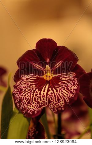 Macro of the deep red pattern on a white pansy orchid Miltoniopsis background in spring.
** Note: Shallow depth of field