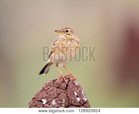 The paddyfield pipit, or Oriental pipit, is a small passerine bird in the pipit and wagtail family. It is a resident breeder in open scrub, grassland and cultivation in southern Asia and India.