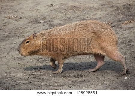 Capybara (Hydrochoerus hydrochaeris). Wild life animal. 
