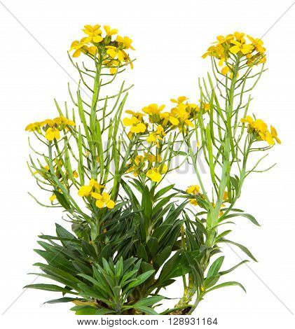 Yellow Blossoms Of The Erysimum Cheiry Plant.