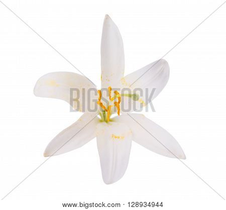 white lily on a white backgroundflora, front, lilly, bouquet,