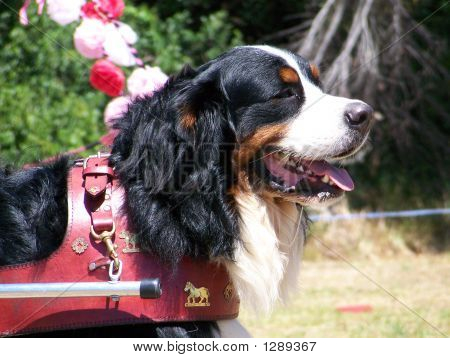 ベルン山 Dog04