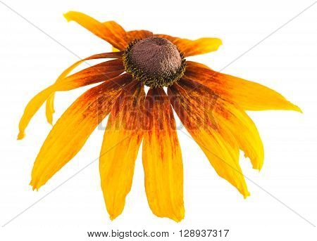 big yellow flower on a white background
** Note: Shallow depth of field