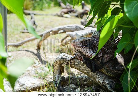 Iguana hiding in a shadow of a bush in sunshine day.