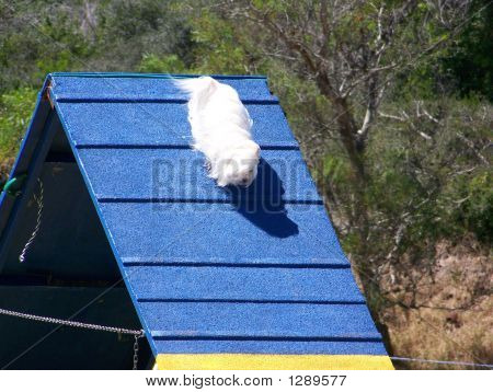 Maltese02