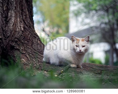 Street cat sitting in the grass near the tree. The cat is white. Sick animals, eyes fester. The concept of the problem of stray animals in the cities.