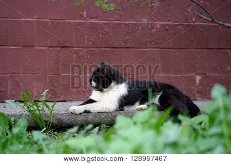 Street cat sitting on the pavement against a wall at home. The cat is black with a white pattern on the face. Sick animals, eyes fester. The concept of the problem of stray animals in the cities.
