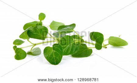 Fresh origano branch leaf on white background