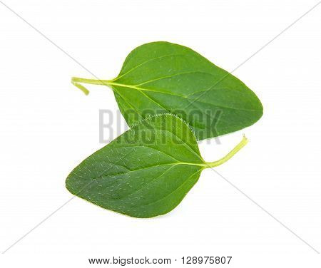 Fresh origano branch leaf on white background