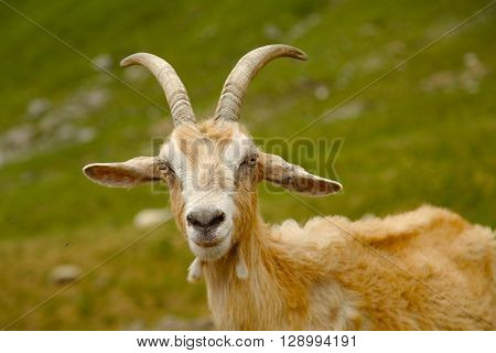 Goat on a mountain field
