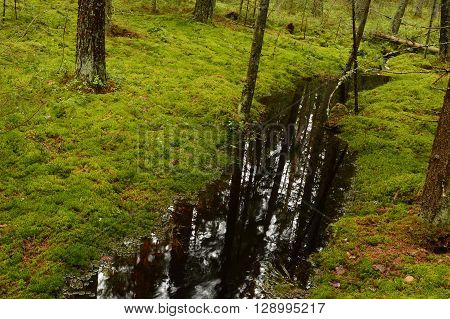 Spring forest stream reflecting the oil on the water surface
