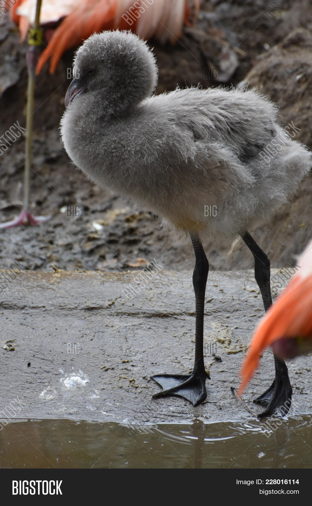 flamingo baby stuff