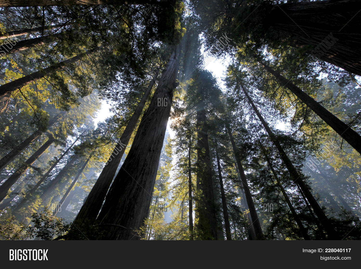 Under Redwood Trees Image & Photo (Free Trial) Bigstock