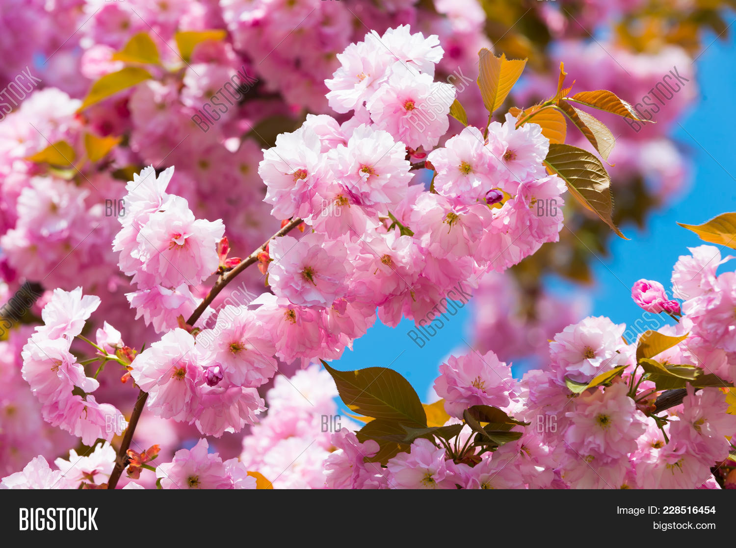 Cherry Tree Pink Image Photo Free Trial Bigstock