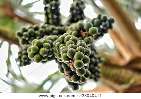 Plants Of Gran Canaria. Wine Palm Fruits. Hyphaene Coriacea. Palmera Del Vino. Arecaceae. Origin Sou