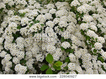 Spiraea Arguta, Small White Flowers Background, Texture.
