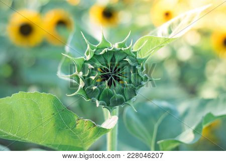 Sunflowers On Sunflowers Field And Blur Background, Worms In Flowers.
