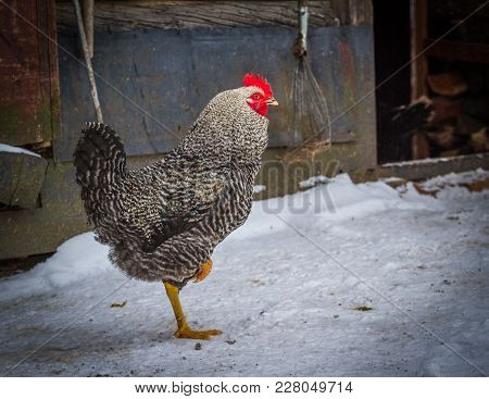 Bossy Rooster. Color Image & Photo (Free Trial) | Bigstock