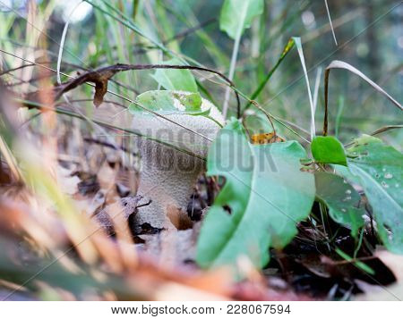 The nature vegetable mushroom Amanita abrupta on a forest background.