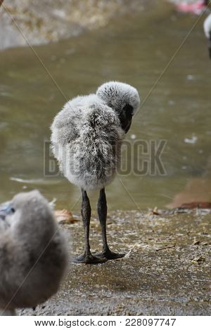 Cute Baby Flamingo Image Photo Free Trial Bigstock