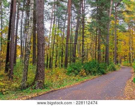 Autumn Leaves. A Path In The City Strewn With Fallen Multicolored Leaves