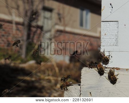 Honey Bees At Front Hive Entrance Close Up. Bee Flying To Hive. Honey Bee Drone Enter The Hive. Hive
