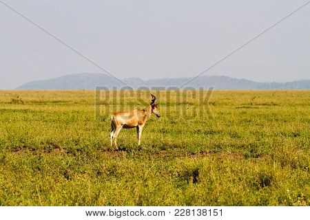 African Antelope - The Hartebeest (alcelaphus Buselaphus), Also Known As Kongoni In Serengeti Nation