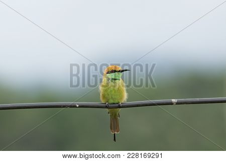 They Are Characterised By Richly Coloured Plumage, Slender Bodies, And Usually Elongated Central Tai