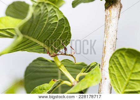 Close Up Of Second Instar Leaf Insect (phyllium Westwoodi) On Its Host Plant