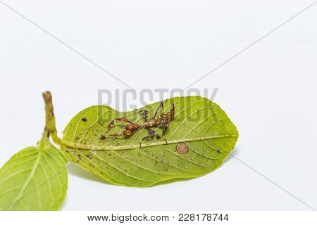Close Up Of Second Instar Leaf Insect (phyllium Westwoodi) On Its Host Plant