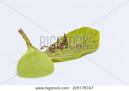 Close Up Of Second Instar Leaf Insect (phyllium Westwoodi) On Its Host Plant