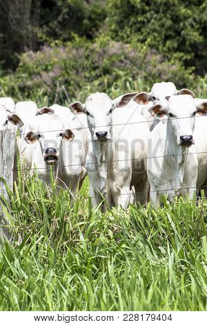 Herd Of Nelore Cattle Grazing In A Pasture
