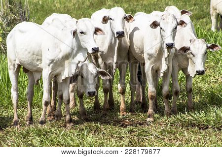 Herd Of Nelore Cattle Grazing In A Pasture