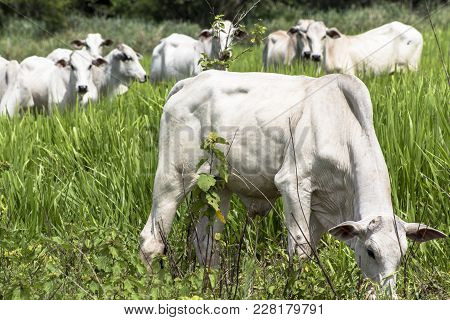 Herd Of Nelore Cattle Grazing In A Pasture