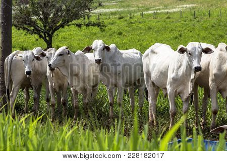 Herd Of Nelore Cattle Grazing In A Pasture