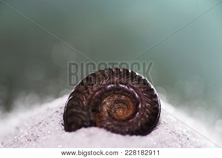 Auction Of An Ammonite More Than Millions Of Years Old Also Called Cephalopods