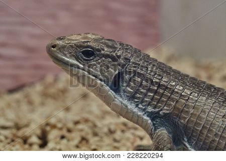Gerrhosaurus Lizard