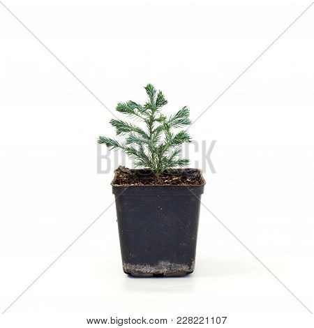 Chamaecyparis Pisifera Boulevard On White Background.