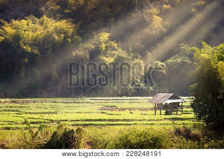 Cottage In Soybean Garden Among The Mountains And Surrounded By Forests, Morning Light In Summer. Th