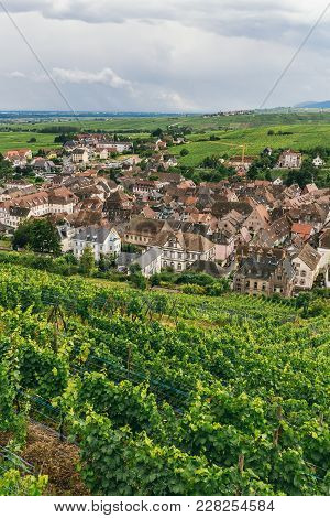 Fields Of Grapes In Burgundy