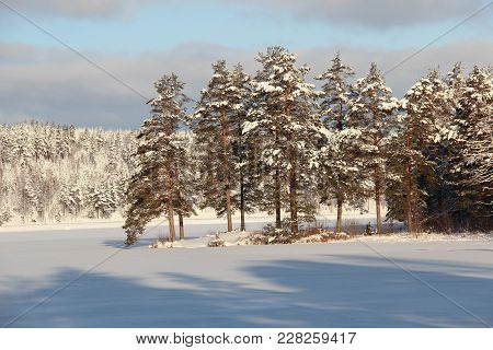 Frozen Lake And Part Of A Forest On A Cold, Sunny Winter Day