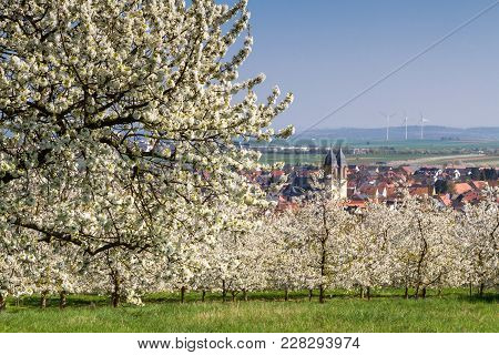 Apple And Cherry Tree Blossom Near Ockstadt, Wetterau, Hessen, Germany