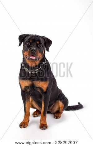 Young Beautiful Rottweiler, Front View. Cute Young Pedigreed Rottweiler Sitting Isolated On White Ba