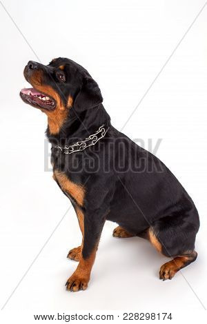 Beautiful Black Dog, White Background. Young Rotweiler Dog Sitting Isolated On White Background, Stu
