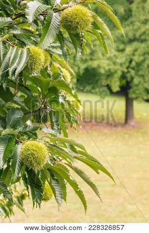 Close-up Of Sweet Chestnut Tree With Chestnuts In Husks