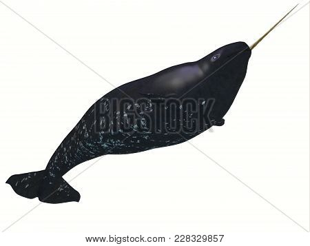 Narwhal Juvenile Male Whale 3d Illustration - The Narwhal Is A Medium Sized Toothed Whale That Lives