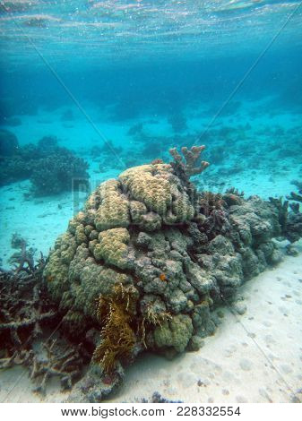 Sealife Of Mystery Island, Aneityum, Vanuatu